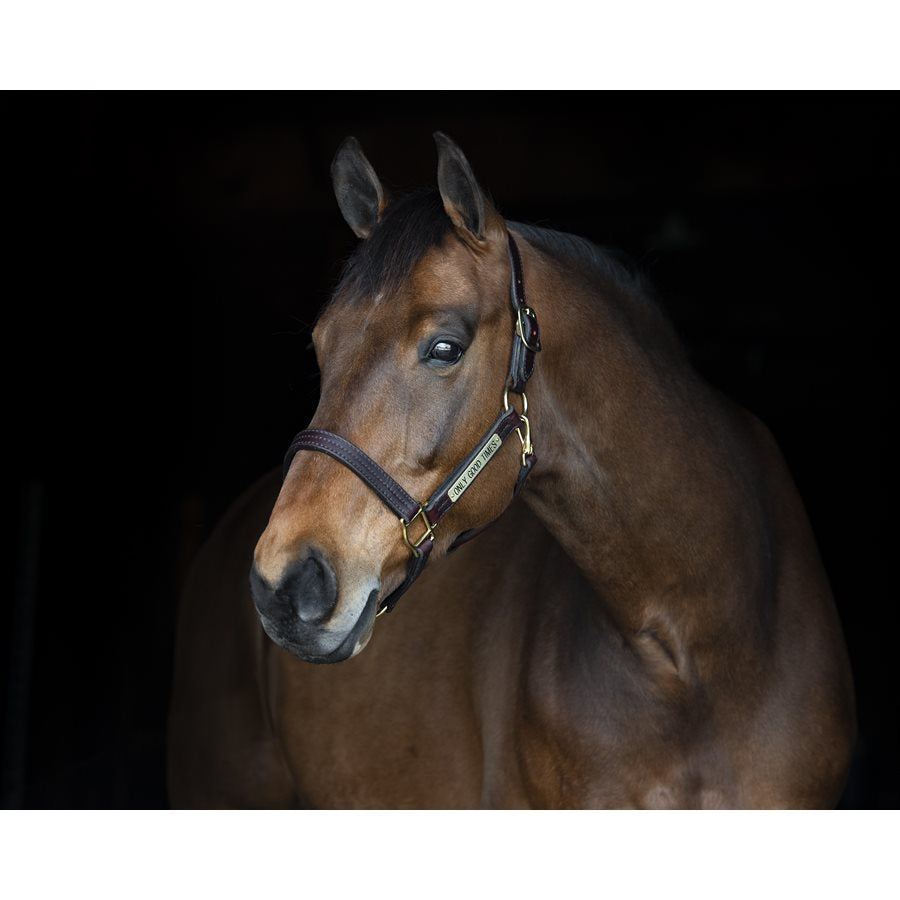 Perri's Heavy Duty Leather Halter with Nameplate