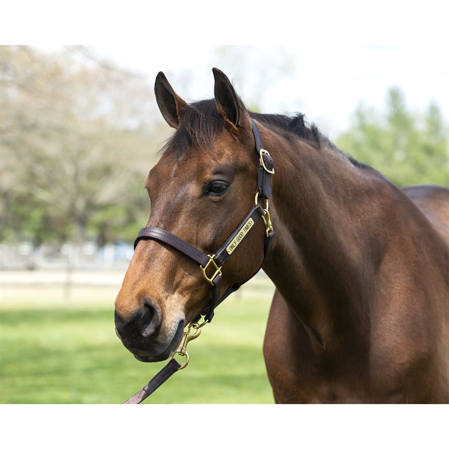 Perri's Heavy Duty Leather Halter with Nameplate