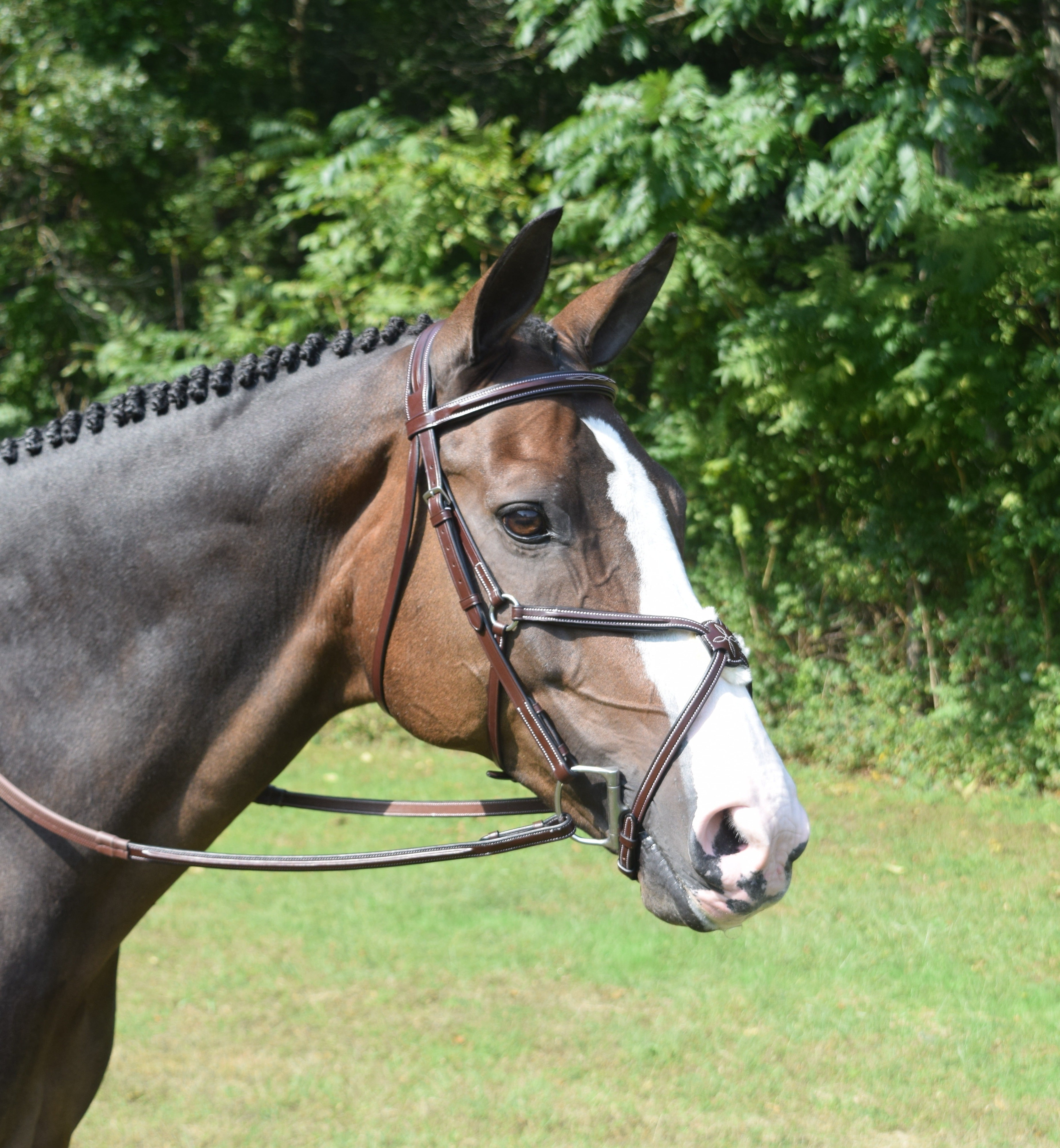 KL Equinox Figure 8 Noseband