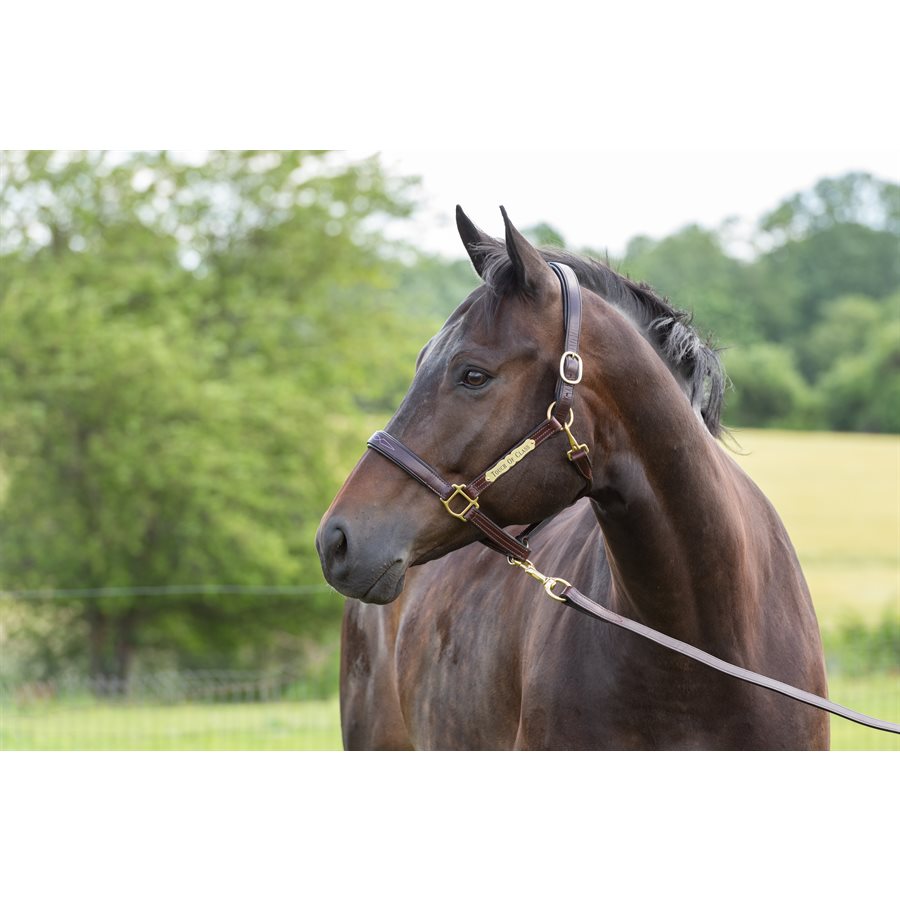 Perri's Fancy Stitched Leather Halter with Nameplate