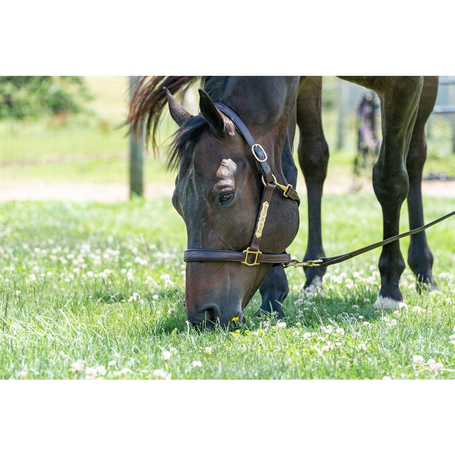 Perri's Fancy Stitched Leather Halter - supporting