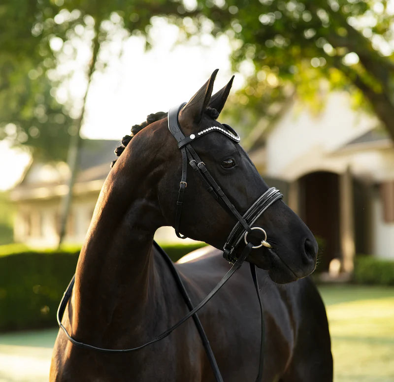 Lumiere Saphira Bridle