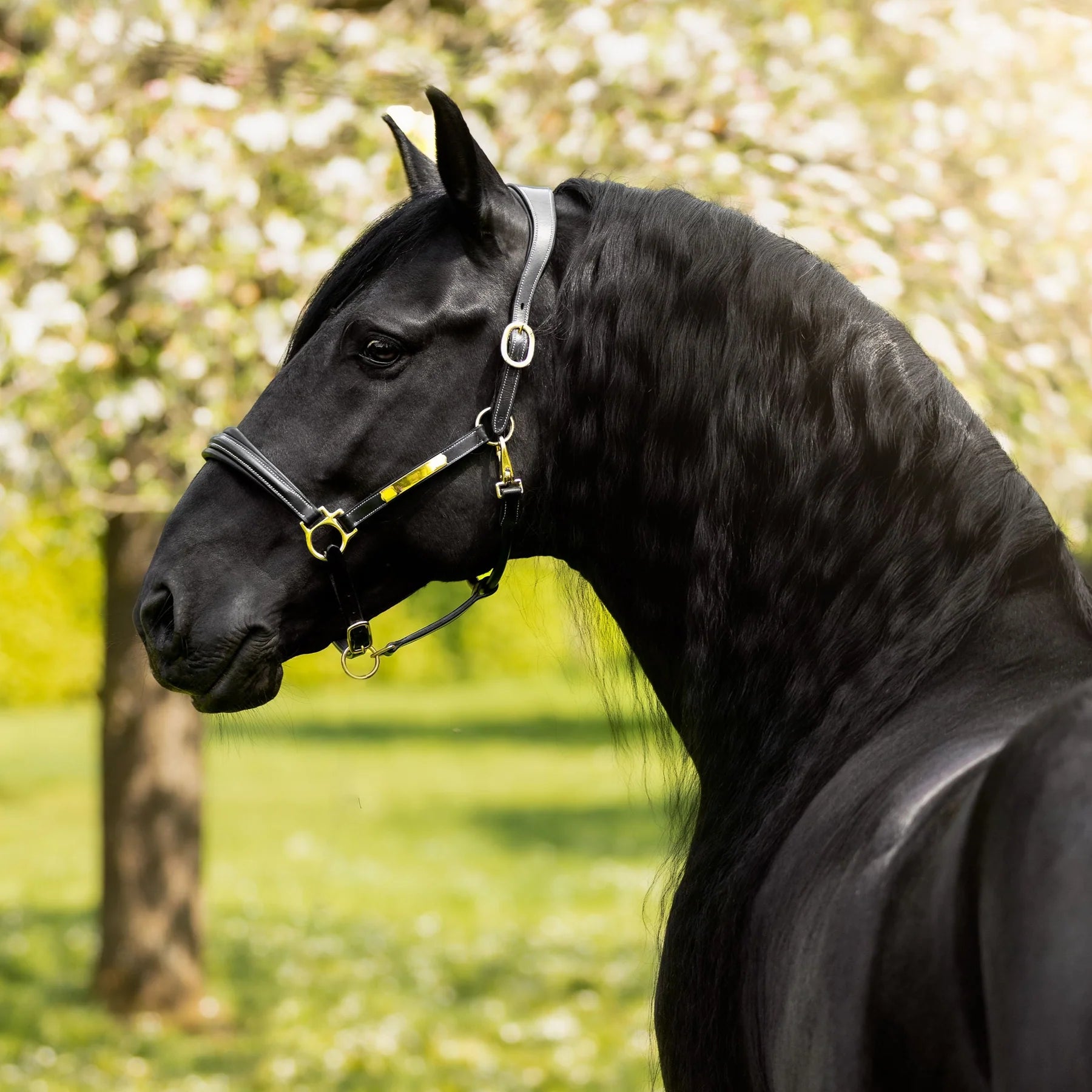 Lumiere Bella Leather Halter