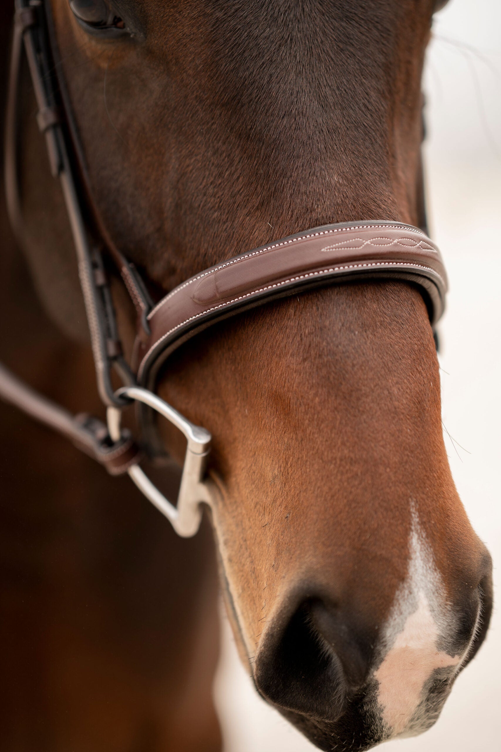 KL Select Red Barn Tryon Bridle