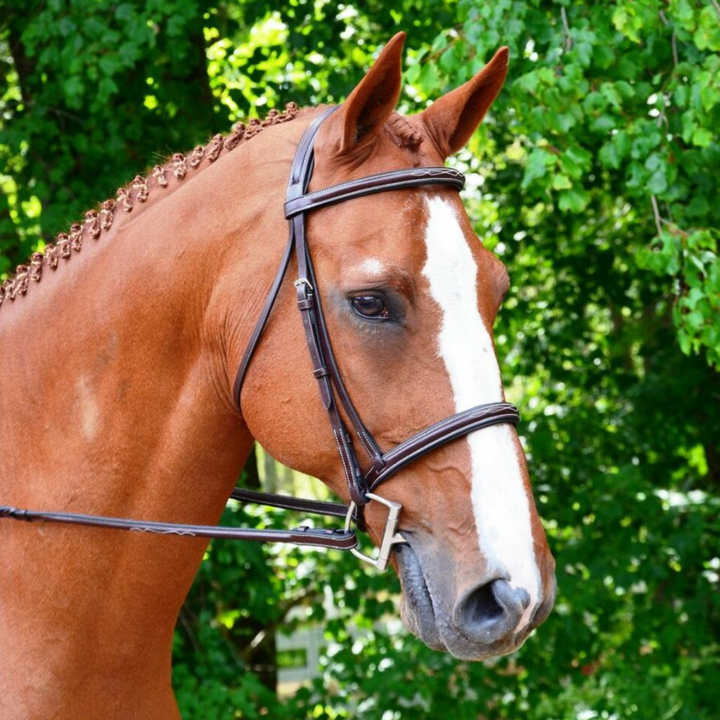 KL Select Black Oak Aster Hunter Bridle