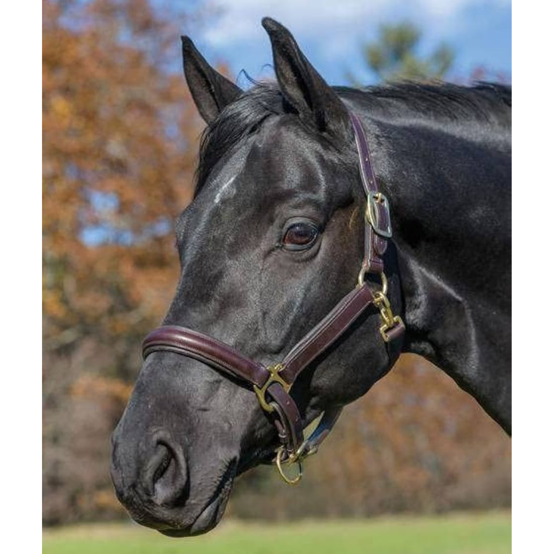 Shires Avignon Padded Leather Halter - main