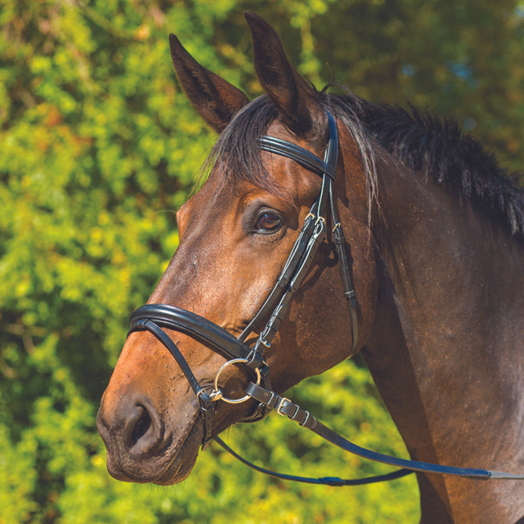 Avignon Aspen Bridle - main