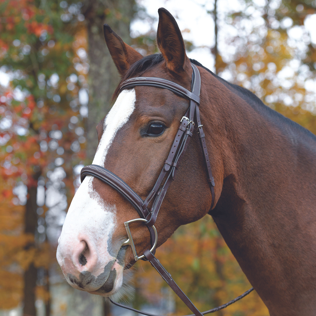 Avignon Ocala Bridle - main