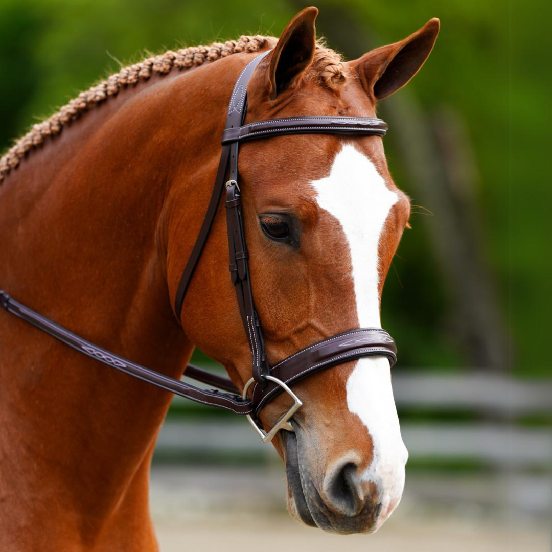 KL Select Black Oak Tupelo Hunter Bridle with Laced Reins - main