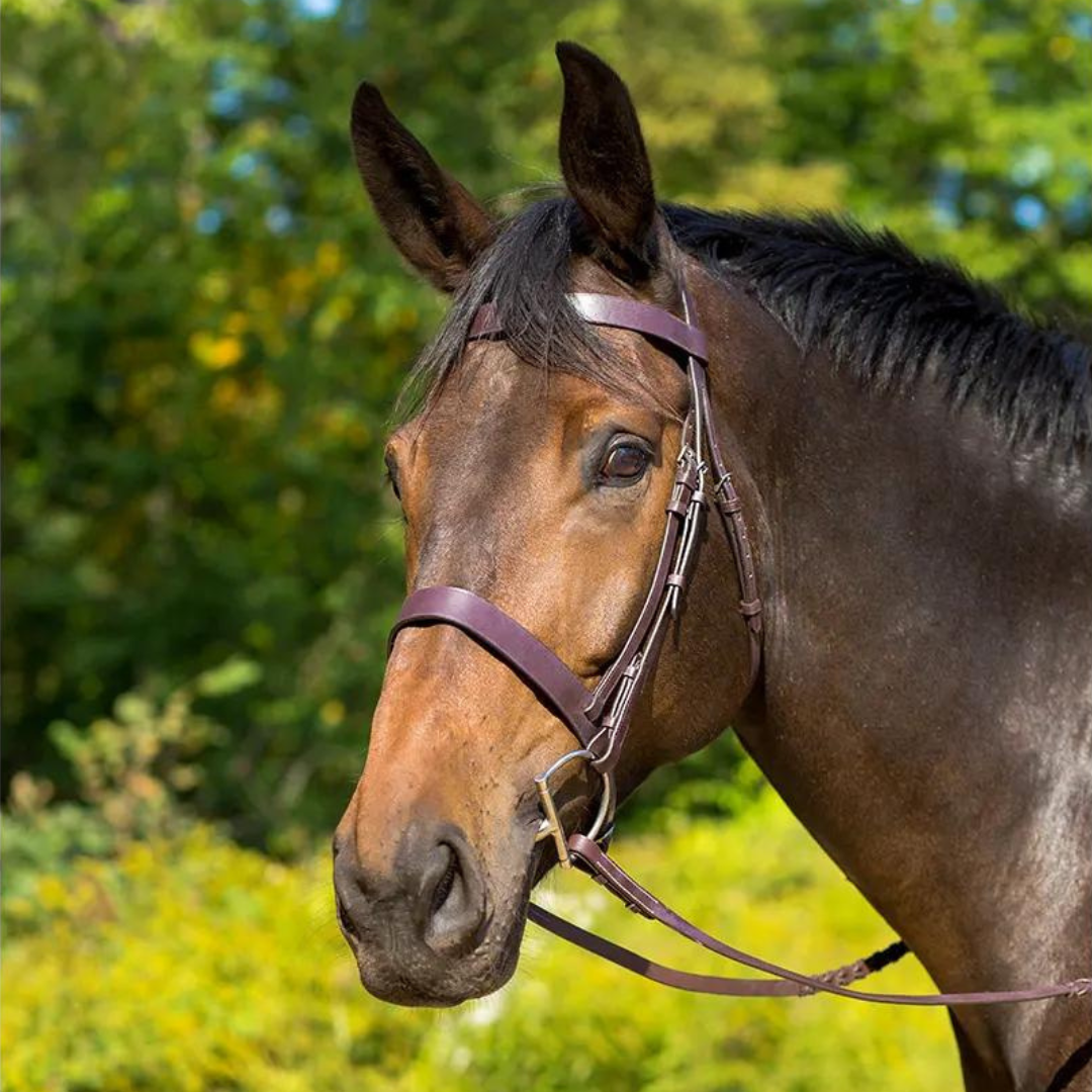 Avignon Middleburg Bridle - main