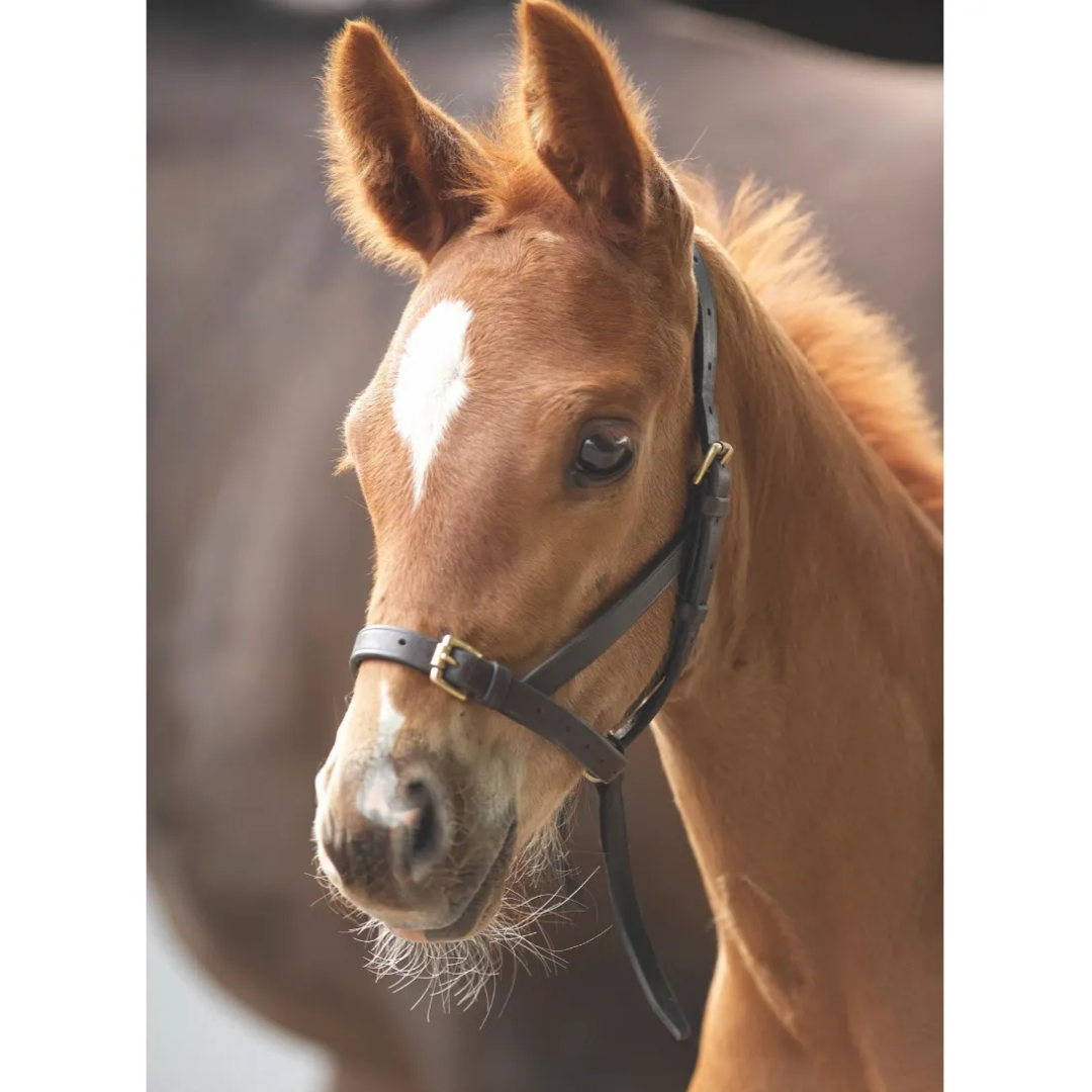 Shires Leather Foal Slip Halter - sku to order - 60020165