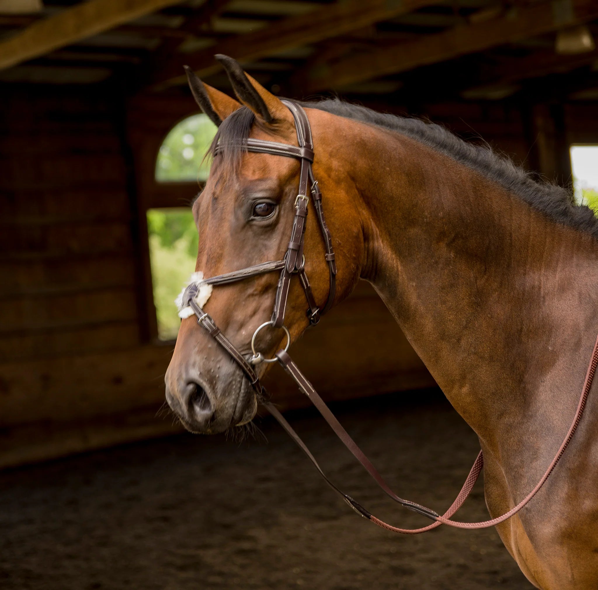 Avignon Woodside Figure 8 Bridle