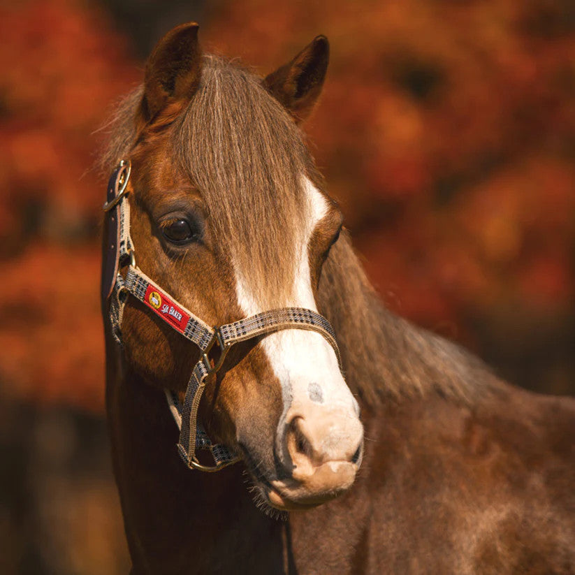 5/A Baker Breakaway Halter with Leather Crown - main