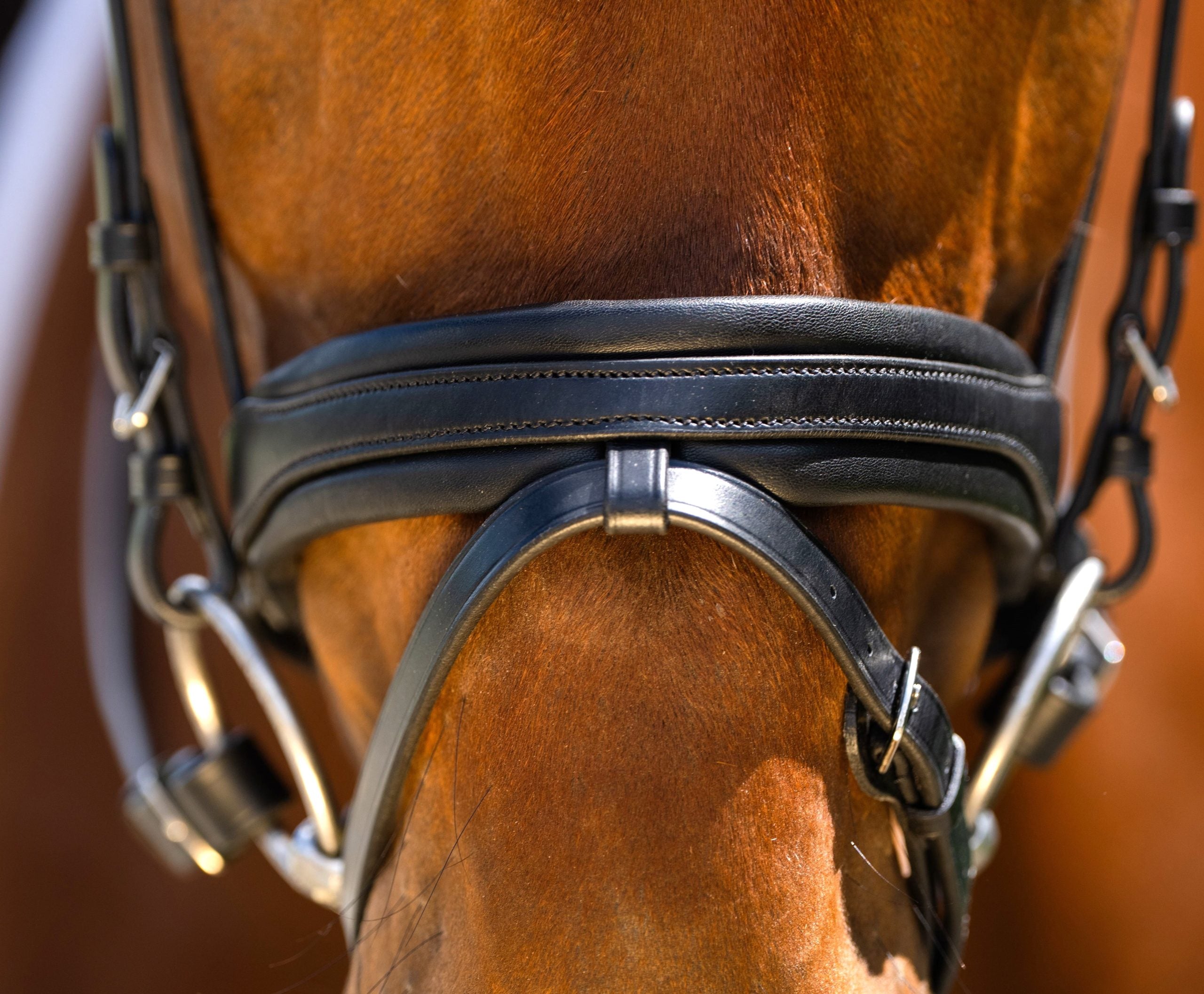KL Select Black Oak Daphne Bridle with Reins