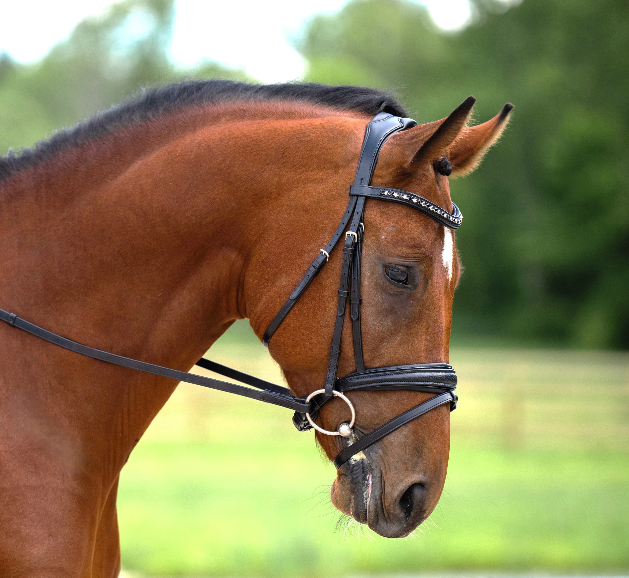 KL Select Red Barn Olympian Dressage Bridle