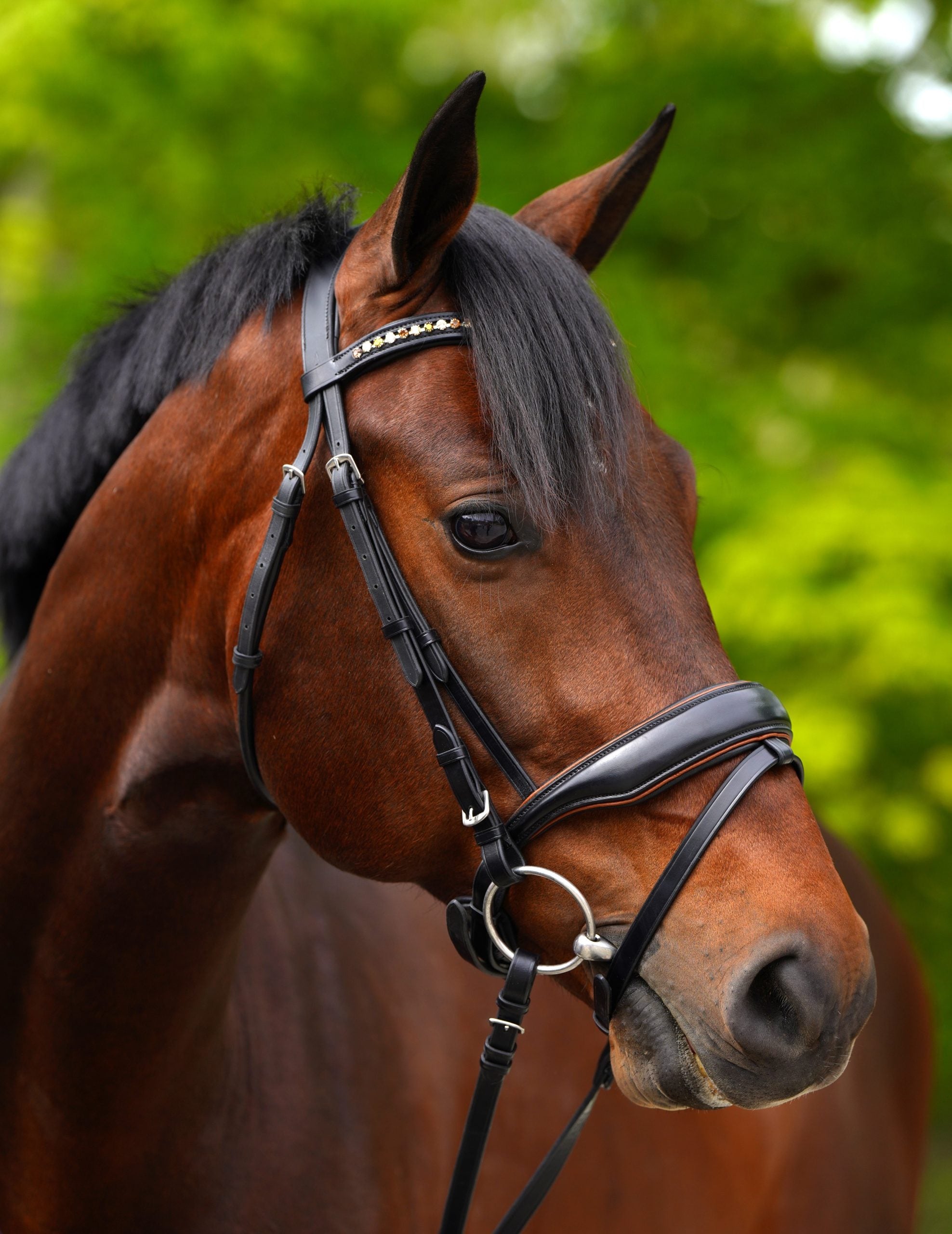 KL Select Elite Dressage Bridle