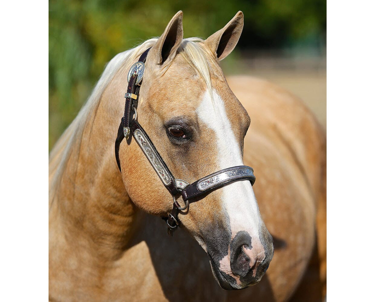 Breyer Ebony Shines and Charlize | Quarter Horse Set - sku to order - 115933