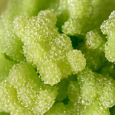Lucky Duck Sugar Treats - Apple Bears