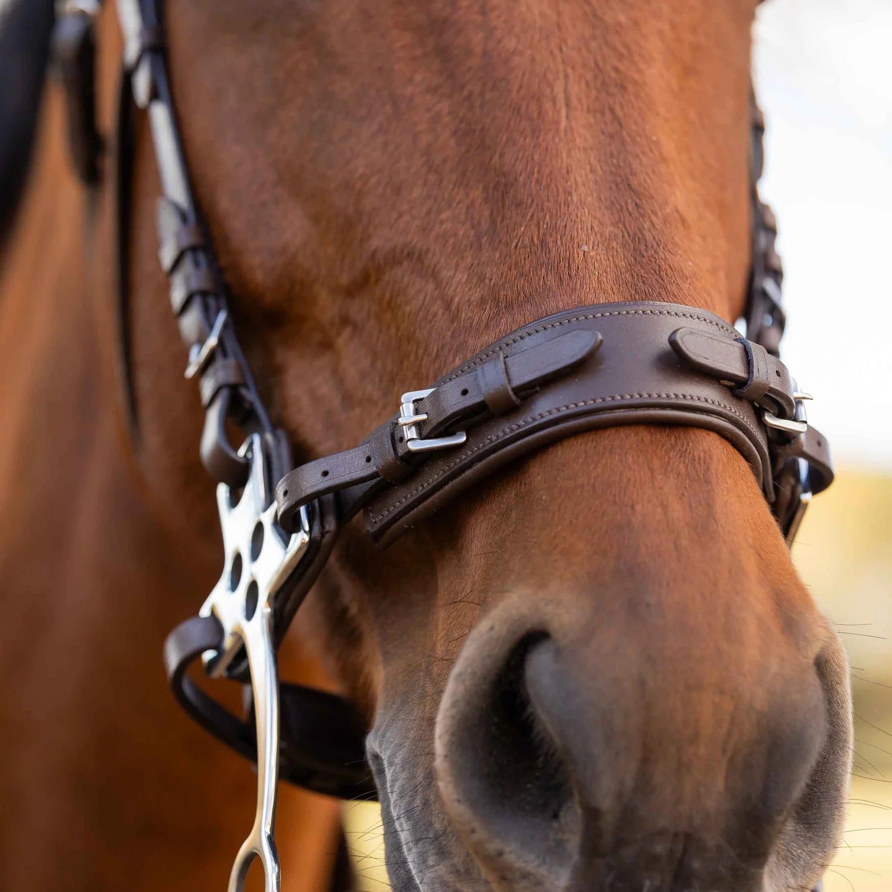 Equinavia Saga Hackamore Noseband