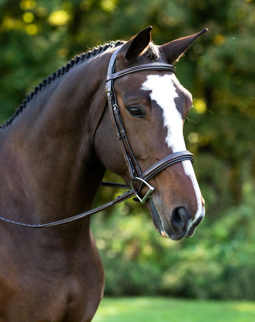 KL Select Black Oak Laurel Bridle - supporting