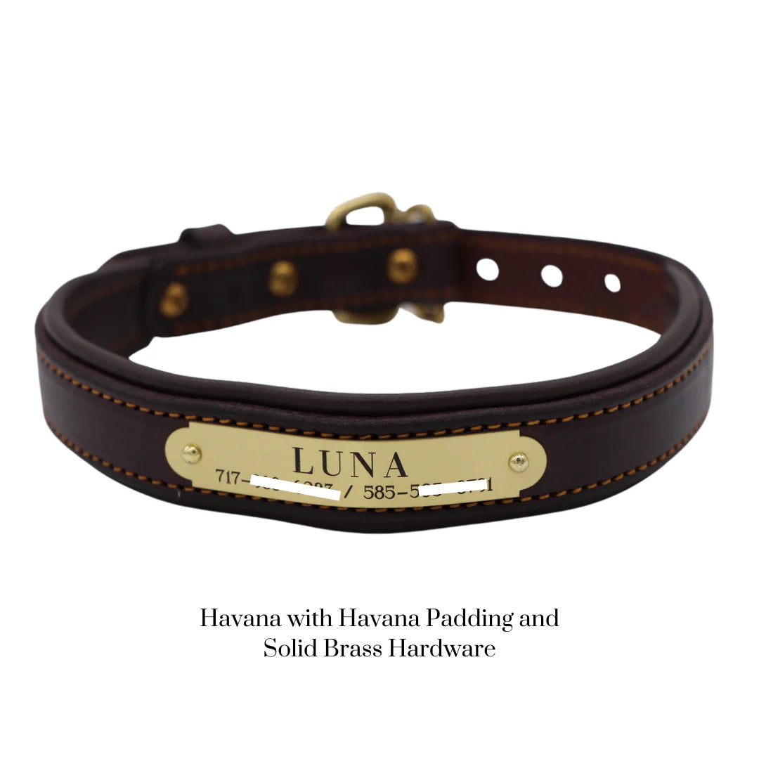 Custom Padded Dog Collar