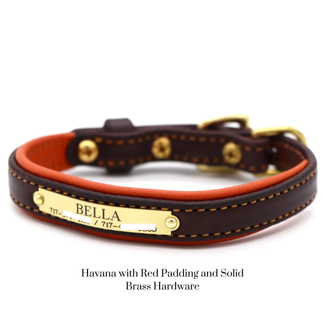 Custom Padded Dog Collar