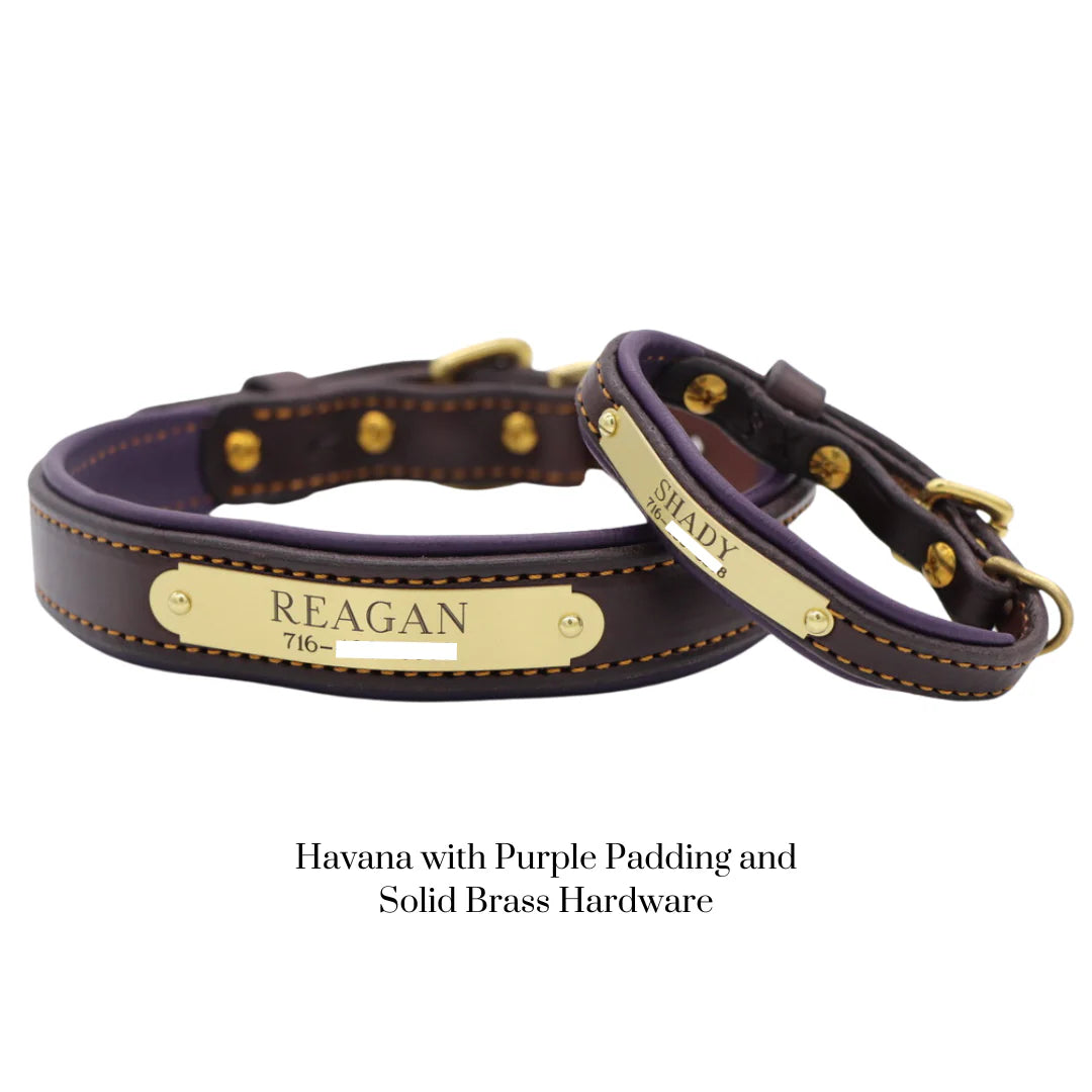 Custom Padded Dog Collar