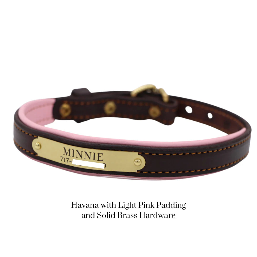 Custom Padded Dog Collar