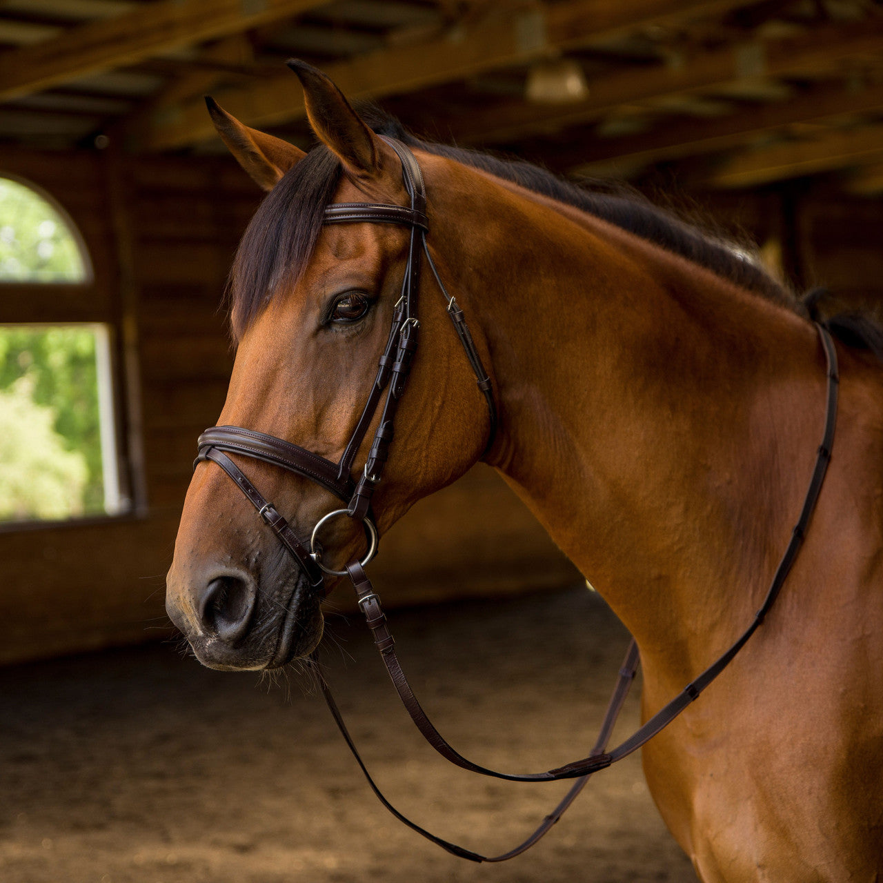 Avignon Louisville Bridle - supporting