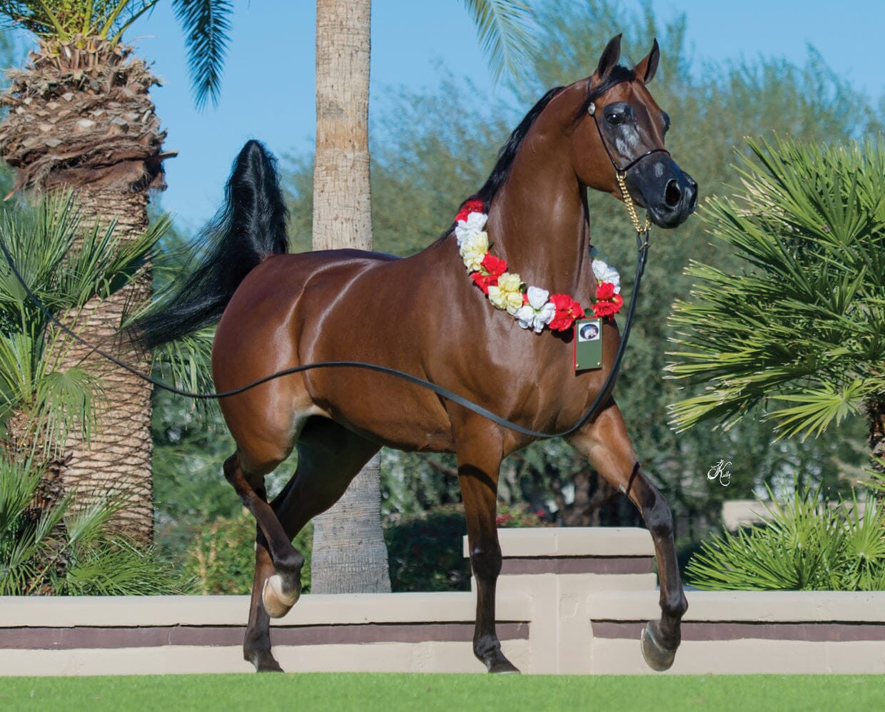 Breyer RD Marciea Bey | Champion Arabian Mare - sku to order - 115934